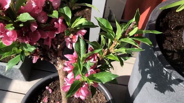 Балконные персики Bonanza Dwarf | Ростов-на-Дону | Small Gardens смотреть онлайн