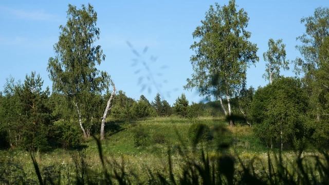 Футаж солнечная опушка леса смотреть онлайн