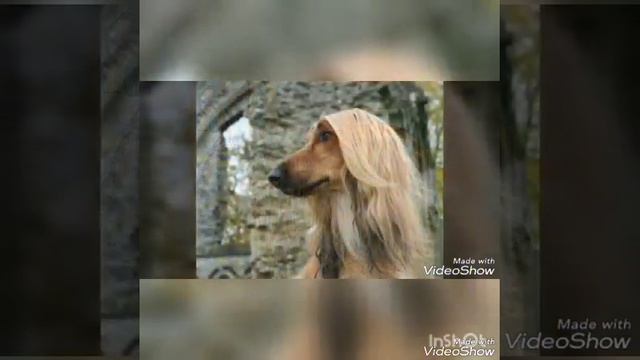 Самая не послушная собака. смотреть онлайн
