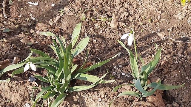 Подснежники растут и у нас во дворе. смотреть онлайн