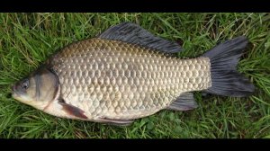 Ловля карася на пруду Рыбалка на манку на удочку и убийца карася