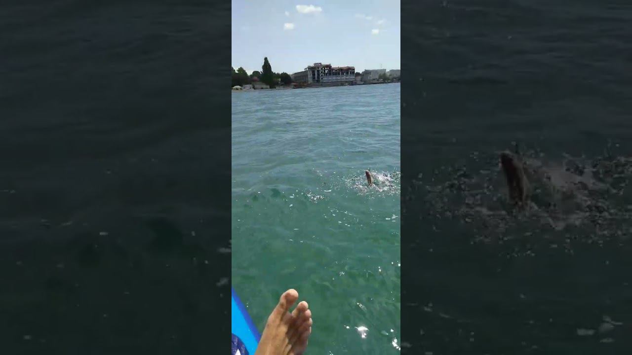 ОПАСНАЯ рыбалка у пляжа!! Poisonous fish caught by kid from SUP! #shots #blacksea #supfishing смотреть онлайн