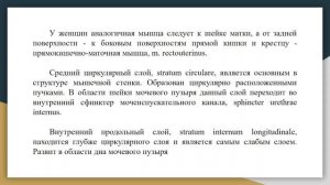 Анатомия мочевого пузыря