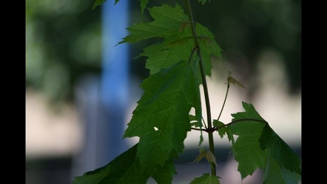 AF-S DX NIKKOR 55-300mm f/4.5-5.6G ED VR Lens Review | Nikon D7500 + Zoom Lens + Hands On Overview смотреть онлайн