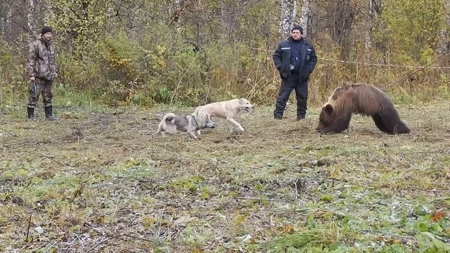 первая притравка джоя и пули.! смотреть онлайн
