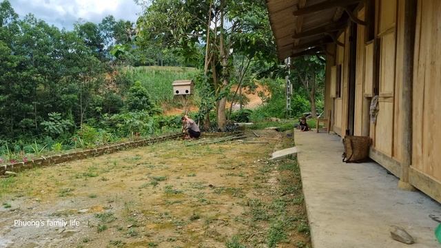 Discovering a snake's lair, Taking care of her husband attacked by snakes _ Phuong's family life смотреть онлайн