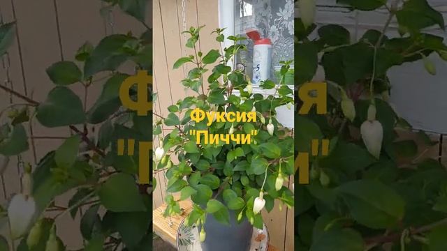 Фуксия,"Аннабель" смотреть онлайн