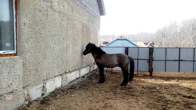 Жеребец башкирской породы смотреть онлайн