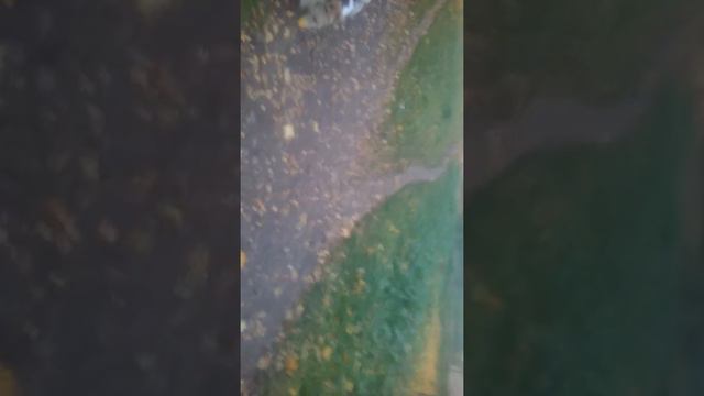 Вечерняя прогулка смотреть онлайн