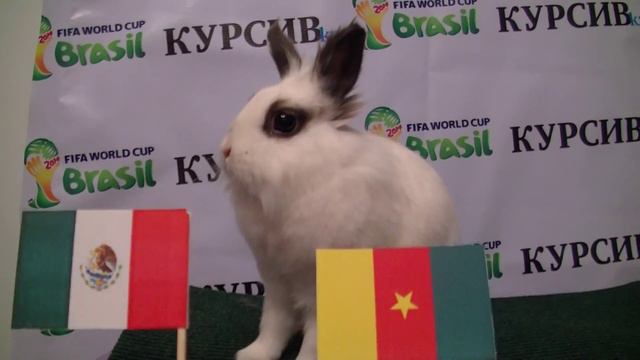 Мексика - Камерун: прогноз крольчихи Шнуфель смотреть онлайн