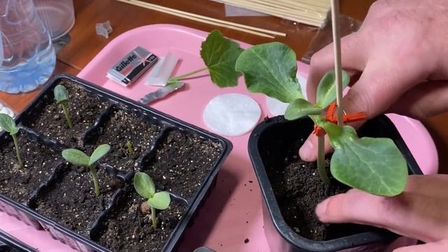 Прививаем арбузы. Мастер- класс! смотреть онлайн