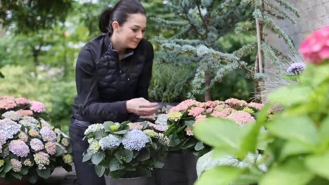Få et fantastisk farvespil i haven med hortensia Magical смотреть онлайн