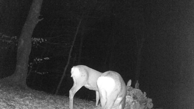 Новости с солонца. Дрозд и козье трио.