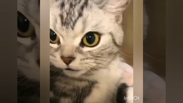 ...?? смотреть онлайн