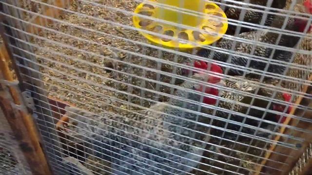 Текущие дела в хозяйстве. Готовимся к новому сезону!