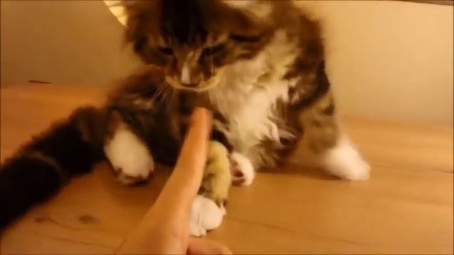 Royal Cat Maine Coon