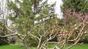 Курчавость персика, чем обработать.  Цветение персика.