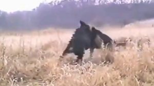 немецкая овчарка сильнее ротвейлера