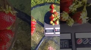 Сорт клубники Сирия