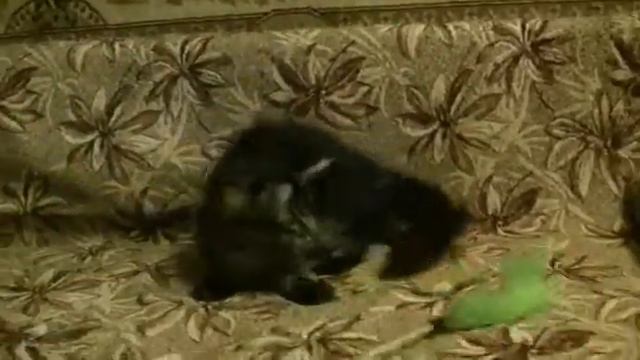 York Oka Coon. 3 месяца смотреть онлайн