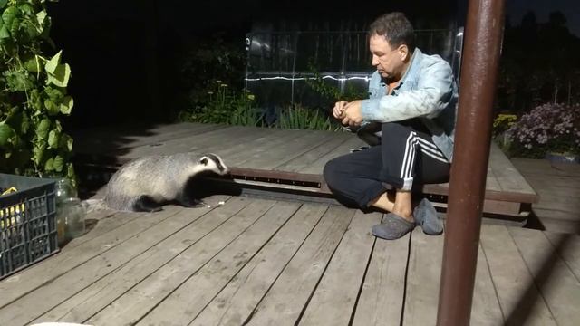 Жизнь Дачная. Барсук и кошки смотреть онлайн