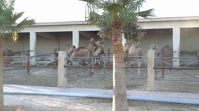 Парк верблюдов. Ларнака. Кипр. смотреть онлайн