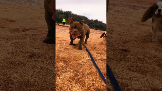 Трансформация Американский булли  Как изменился Драгон с 4 до 9 месяцев