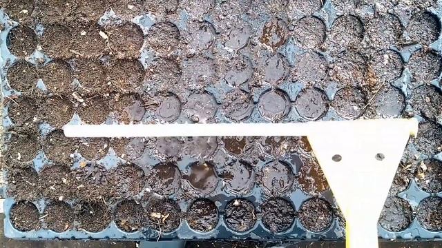 Рассада в кассетах - простая технология. Доступно для дачников! смотреть онлайн