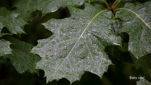 Шум дождя для сна и медитации.The sound of rain for sleep and meditation. смотреть онлайн