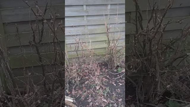 Время омолаживать кустарники, или зимние черенки из смородины смотреть онлайн