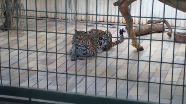 Tierpark Berlin: Cats. Зоопарк Берлин: кошки