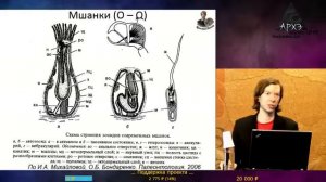 485-444 Палеозой_Ордовик (Попов)