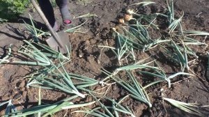 Когда убирать озимый лук