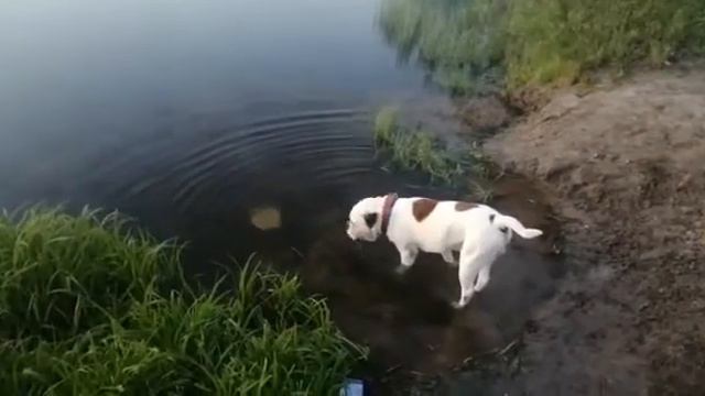 Туман на рассвете. смотреть онлайн