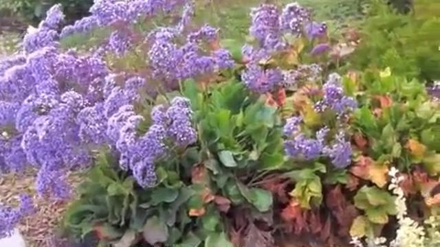 Limonium perezii - Statice - Sea Lavender смотреть онлайн