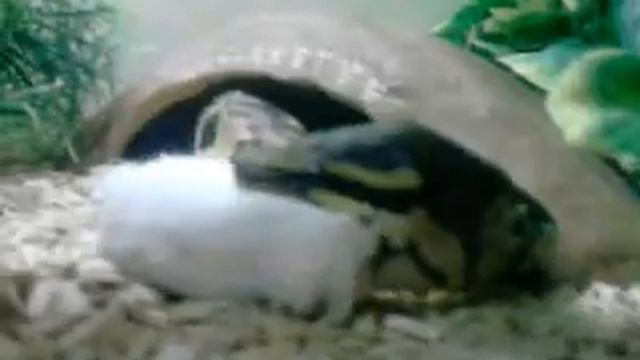 mon python qui mange смотреть онлайн