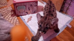 КОРОЧЕ ГОВОРЯ, КУПИЛ ПУМУ ⧸ О покупке котёнка горного льва.