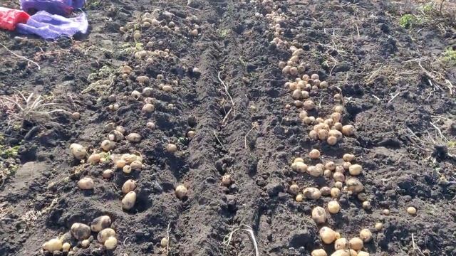 Урожайность сорта картофеля ГОПАК 2021год. Княгиня и Аризона больше не лидеры смотреть онлайн