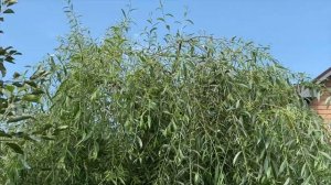 Обзор ив в саду | Ивы свердловской селекции