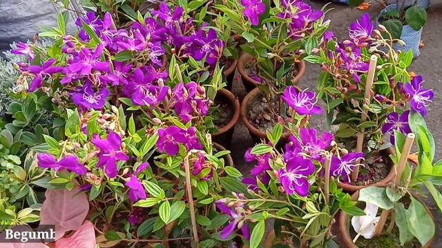 Flower Plants Market Visit, Yucca Plant Xanadu Plant Orange Jasmine Hardy Hibiscus Begumbahar Plant