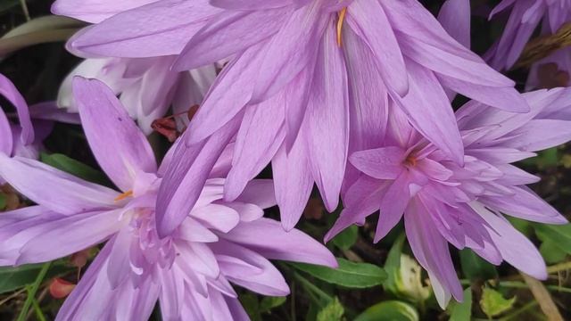 Безвременники смотреть онлайн