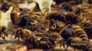Мощные целительные звуки жужжания пчел