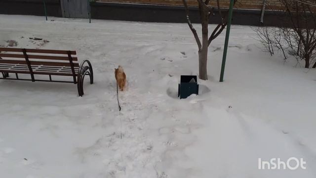 10 марта 2024 г. Рыжий кот вышел погулять 🐈🐾❄️ смотреть онлайн