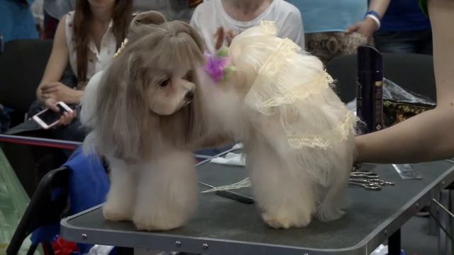 Номинация — Креативный груминг смотреть онлайн