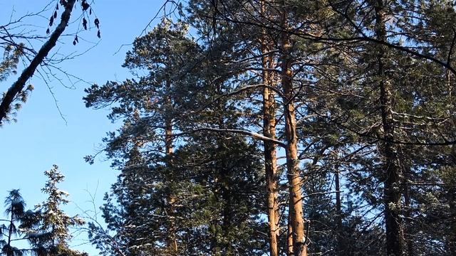 Манки на рябчика "Чемпион" \ Рябчик на углях смотреть онлайн