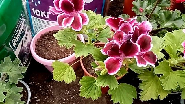 Растим пышный куст герани. смотреть онлайн