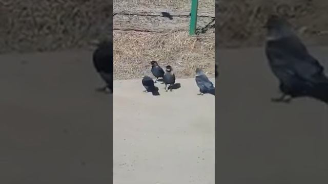 Почему грачи водят хоровод? смотреть онлайн