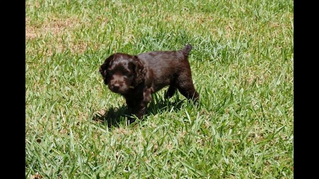 Бойкин -Спаниель/Boykin Spaniel (порода собак HD Slide Show)!