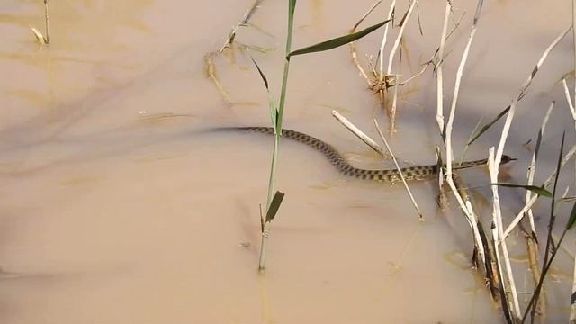 Водяной уж плывет смотреть онлайн