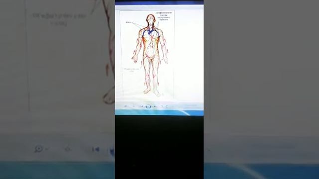 Целлюлит. Откуда и что с ним делать? смотреть онлайн